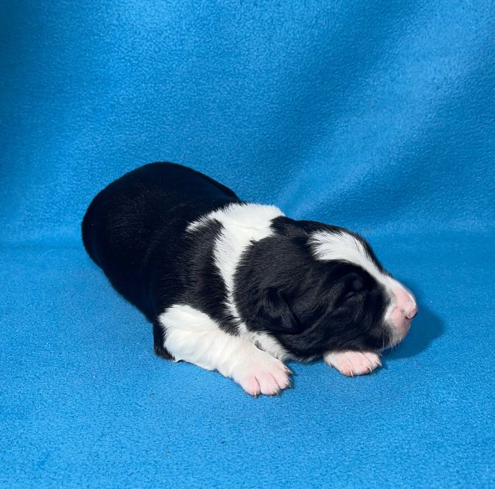 Border Collie, Piesek z Rodowodem, Rodzice przebadani, Benio