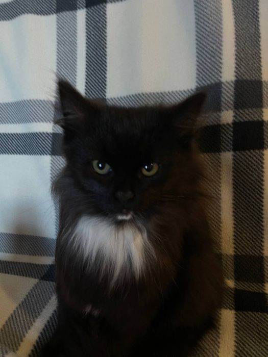 Кошенята на пів породисті