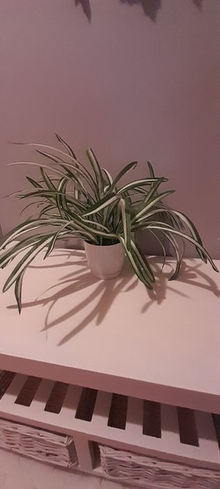 Sztuczny kwiat zielistka .