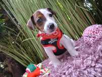 Jack Russell Terrier / JACK /