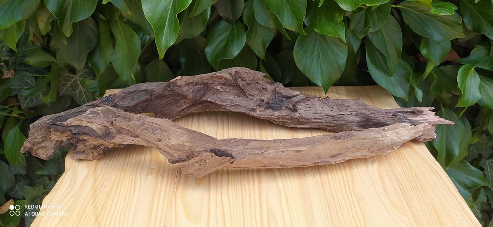 Bardzo duże drewno do akwarium-60 cm+ grati mech