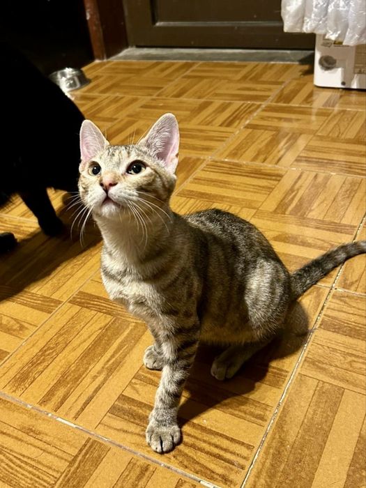 2 Bebés fêmeas para adoção responsável