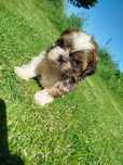 Shih tzu zapraszam