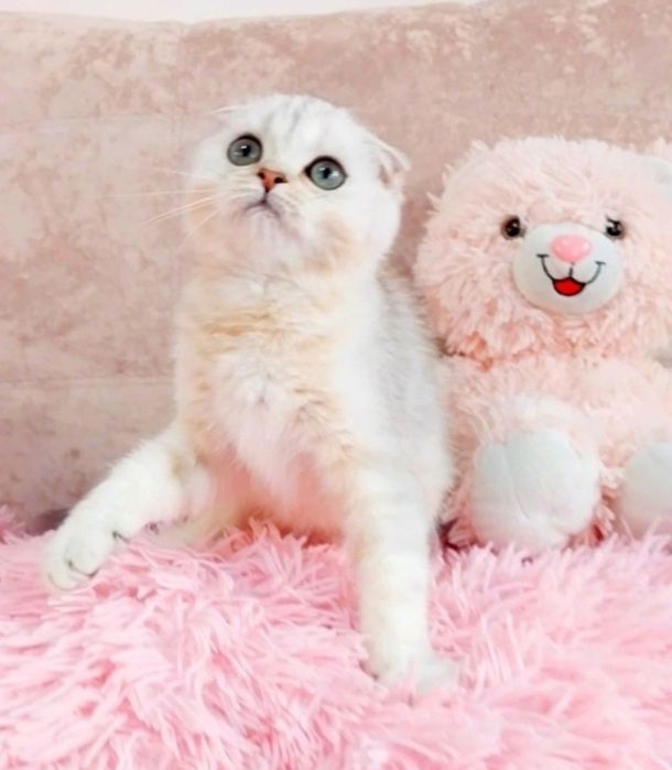 Золоті і срібні шиншили Чарівні шотландські кошенятка