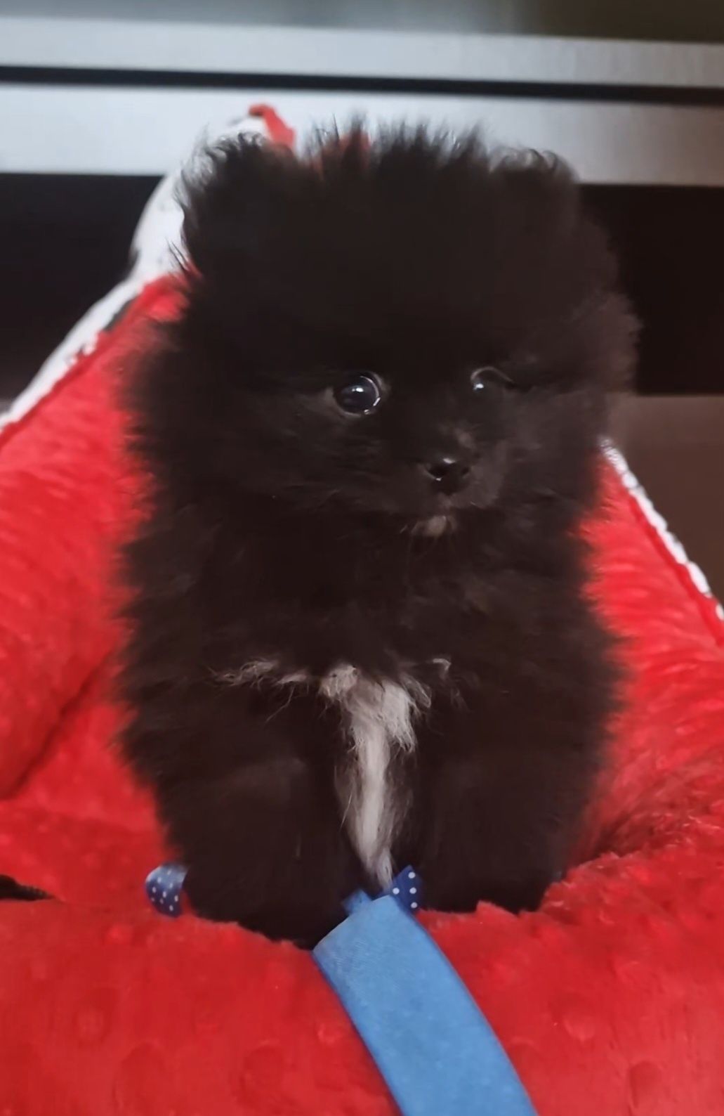 Szpic miniaturowy/Pomeranian samczyk
