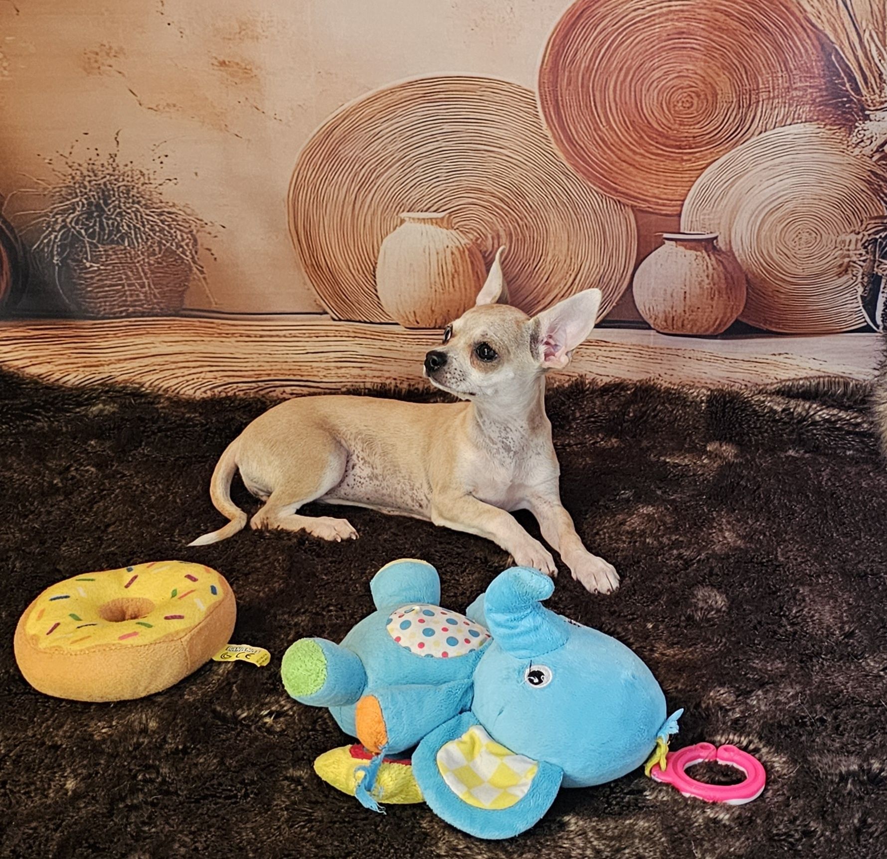 **Suczka red merle chihuahua **