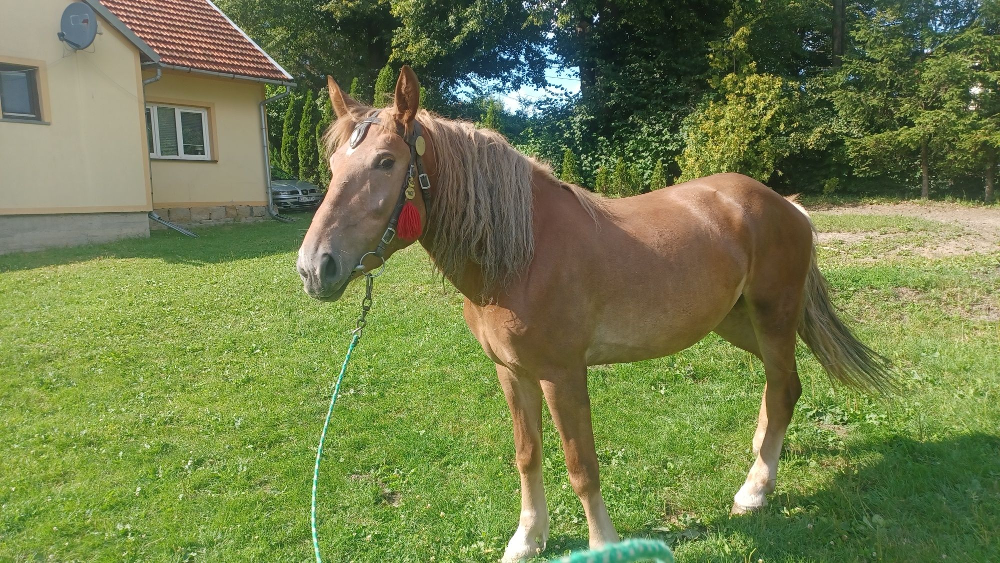 Sprzedam klacz kasztanke
