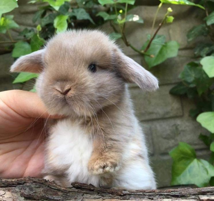 Królik miniaturka króliczek baranek mini lop karzełek teddy lewek