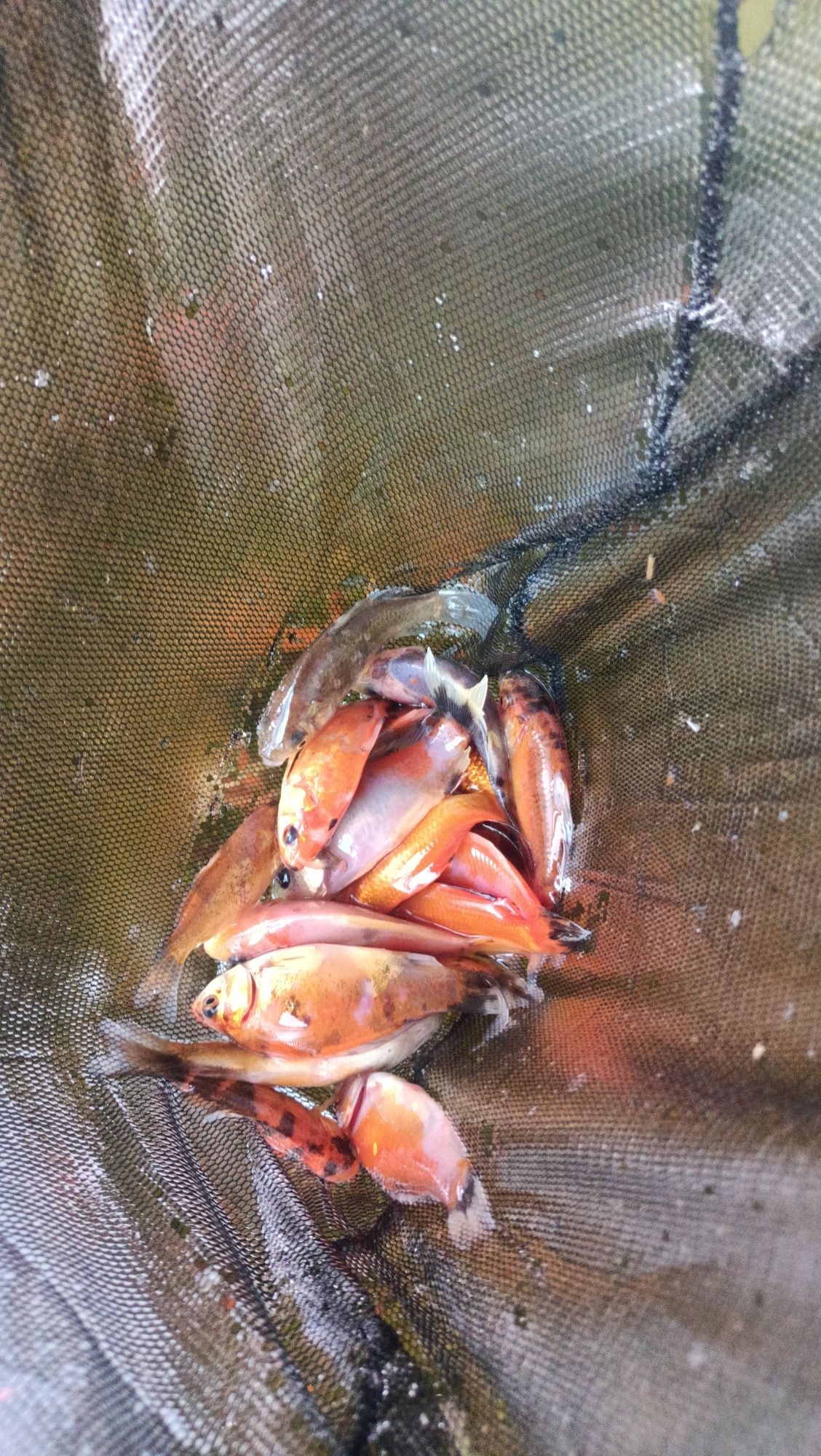 karaś ozdobny 5-8 cm , ryby do oczka wodnego, dowóz