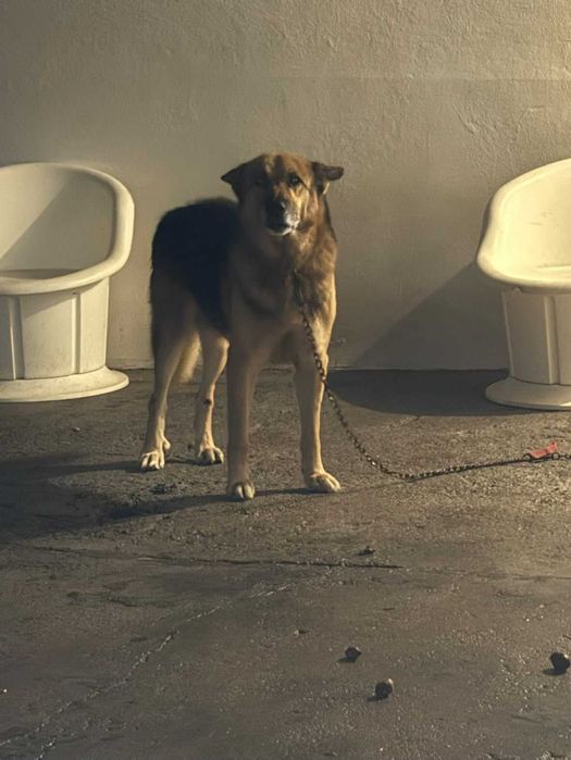 Pastor Alemão Raçado Para Adoção