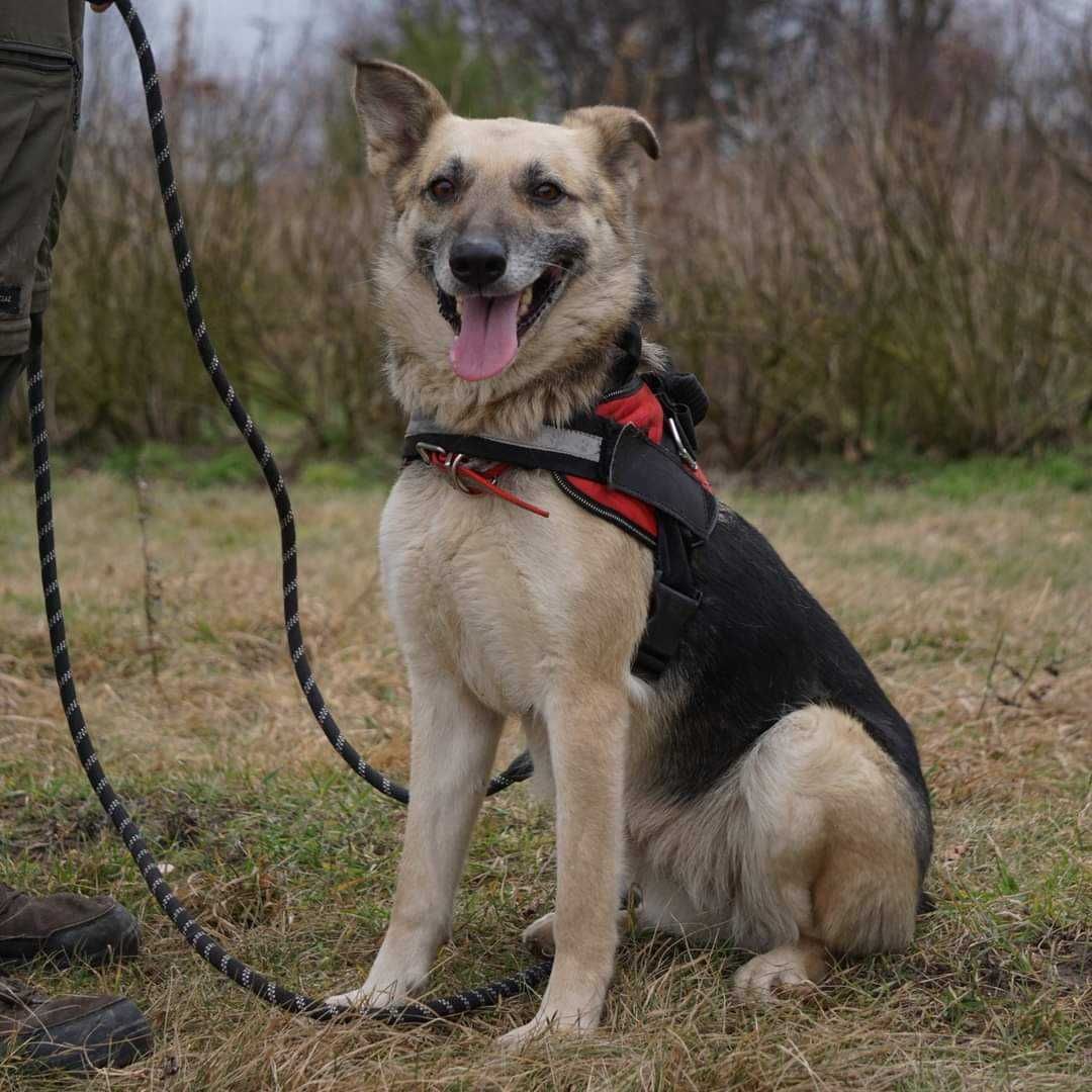Foxi cudowna suczka do adopcji
