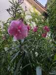 Oleander od 1,2 m do 2,5 m