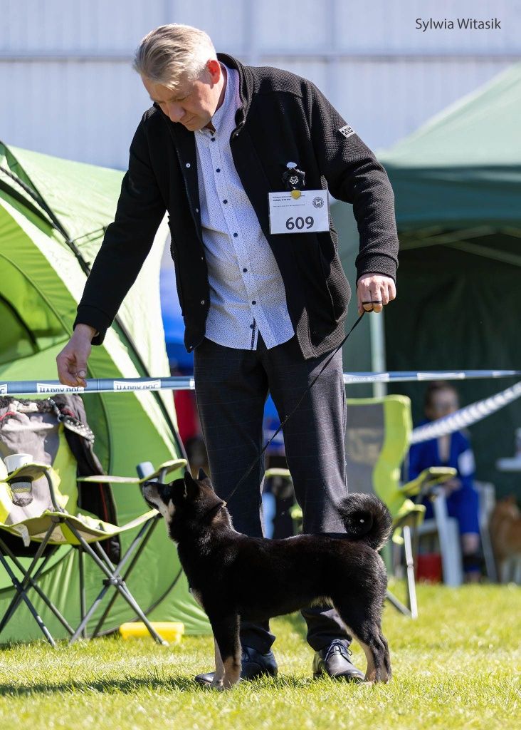 Shiba Inu czarny podpalany śliczny chłopiec