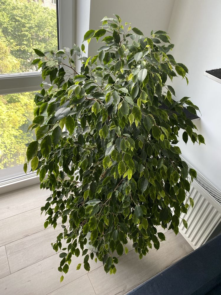 Фікус бенджаміна (Ficus benjamina)