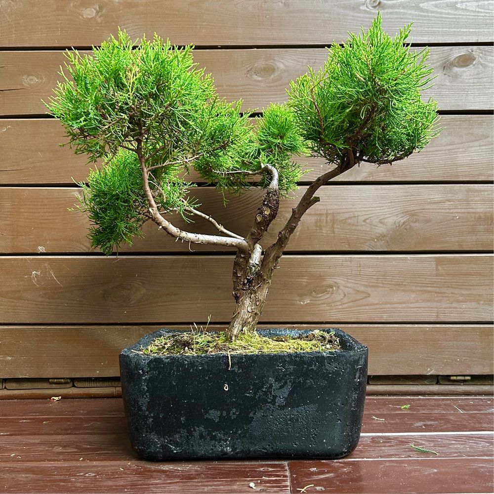 Bonsai jalowiec chinski drzewko bonsai w betonowej donicy