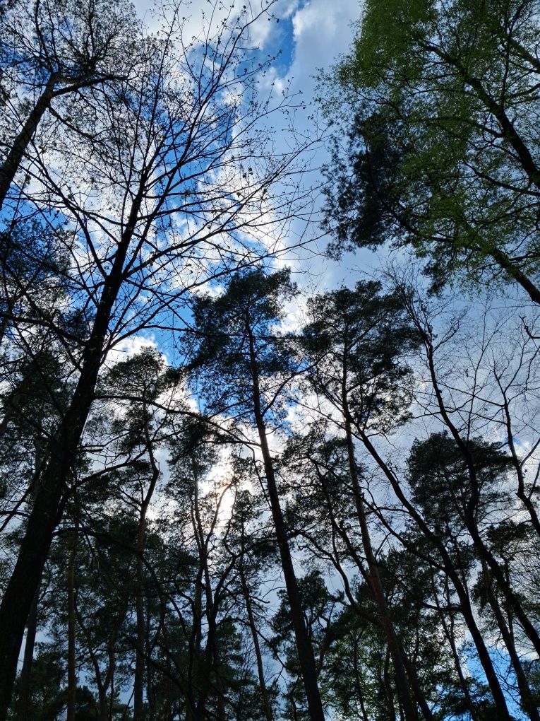 "Brzozówka" domek letniskowy Makowo k.Iławy jezioro Mazury, las