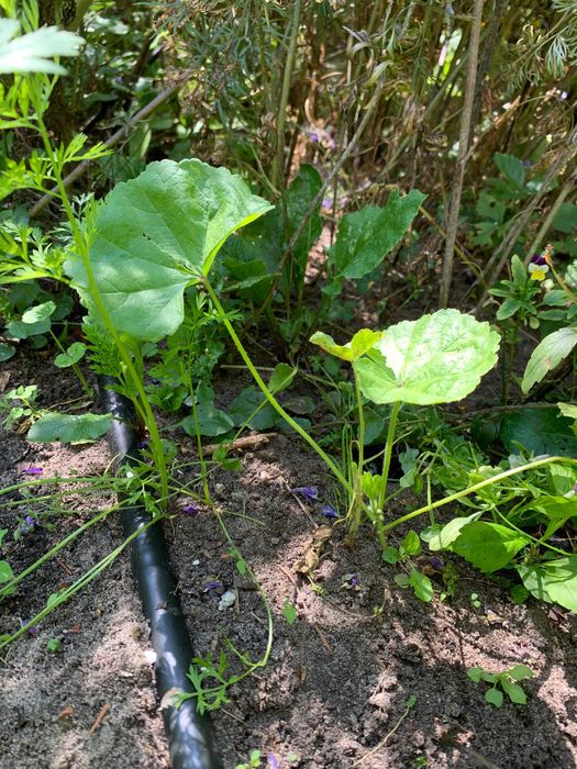 Piękna fioletowa malwa ozdobna jadalna lecznicza miododajna prawoślaz