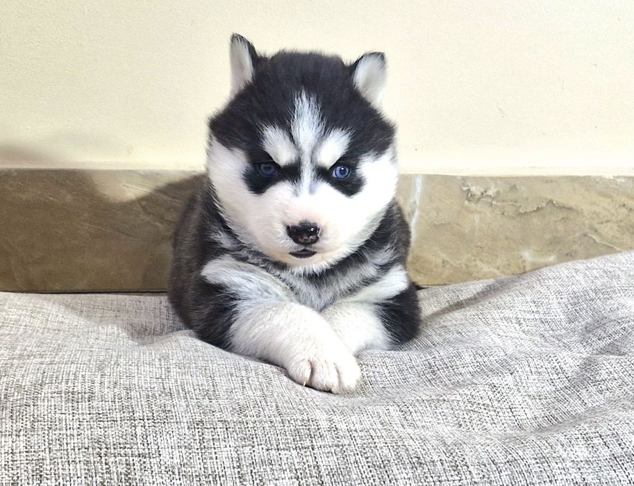 Niebieskooki szczeniak Siberian Husky międzynarodowy rodowod FCI ZKwP