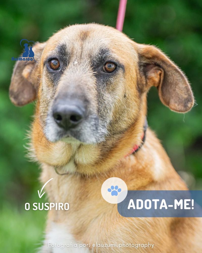 Suspiro - cao porte medio - grande