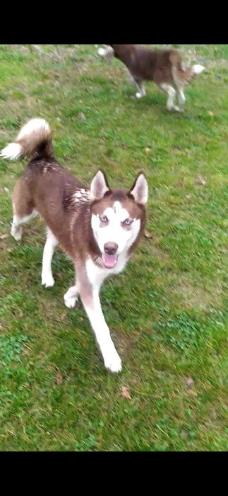 Husky wspaniały piesek