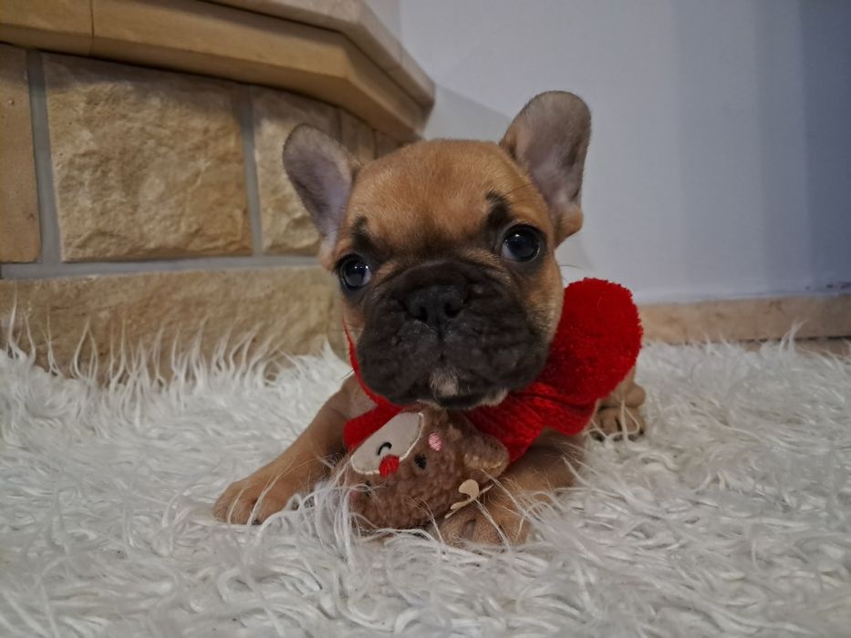 Buldog francuski piesek