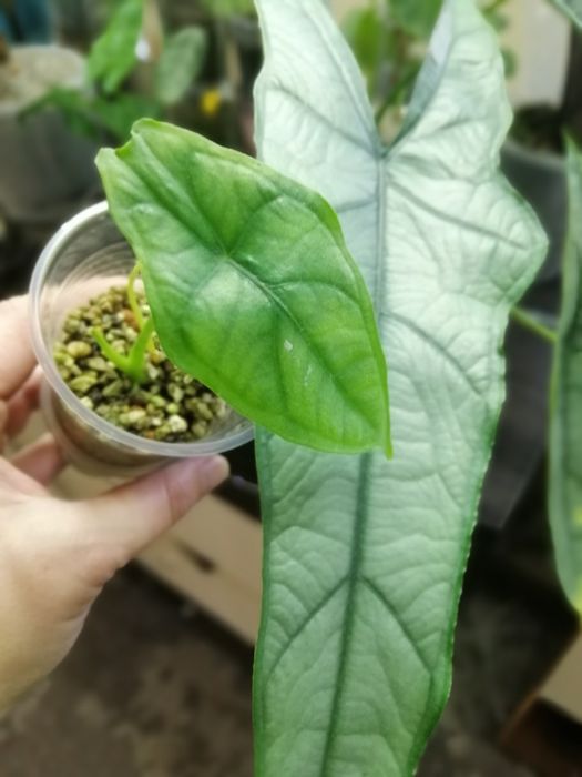 Алоказия много сортов.