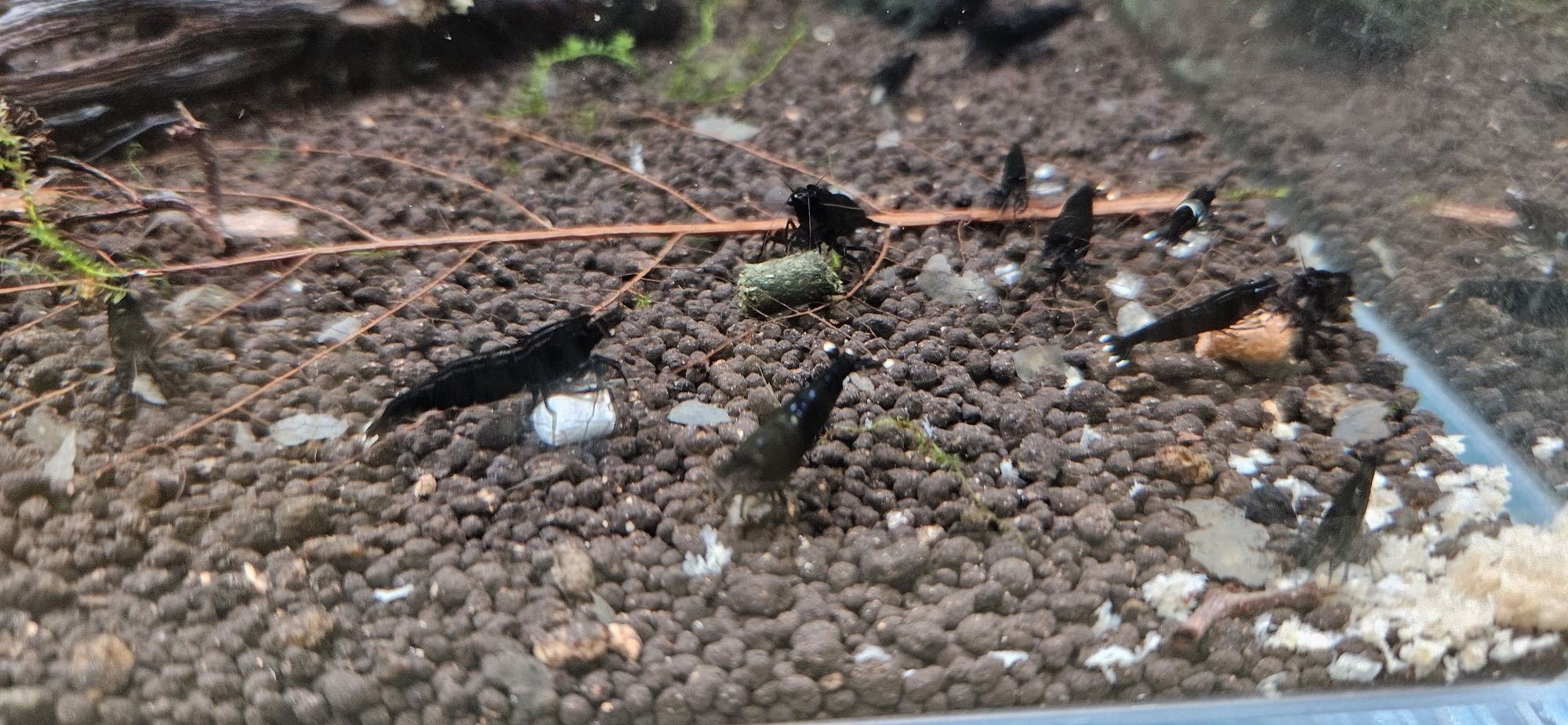Caridinas Camarões/Shrimp