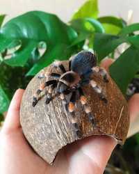 Брахипельма Смитти (лат. Brachypelma smithi),  паук-птицеед, самцы L7