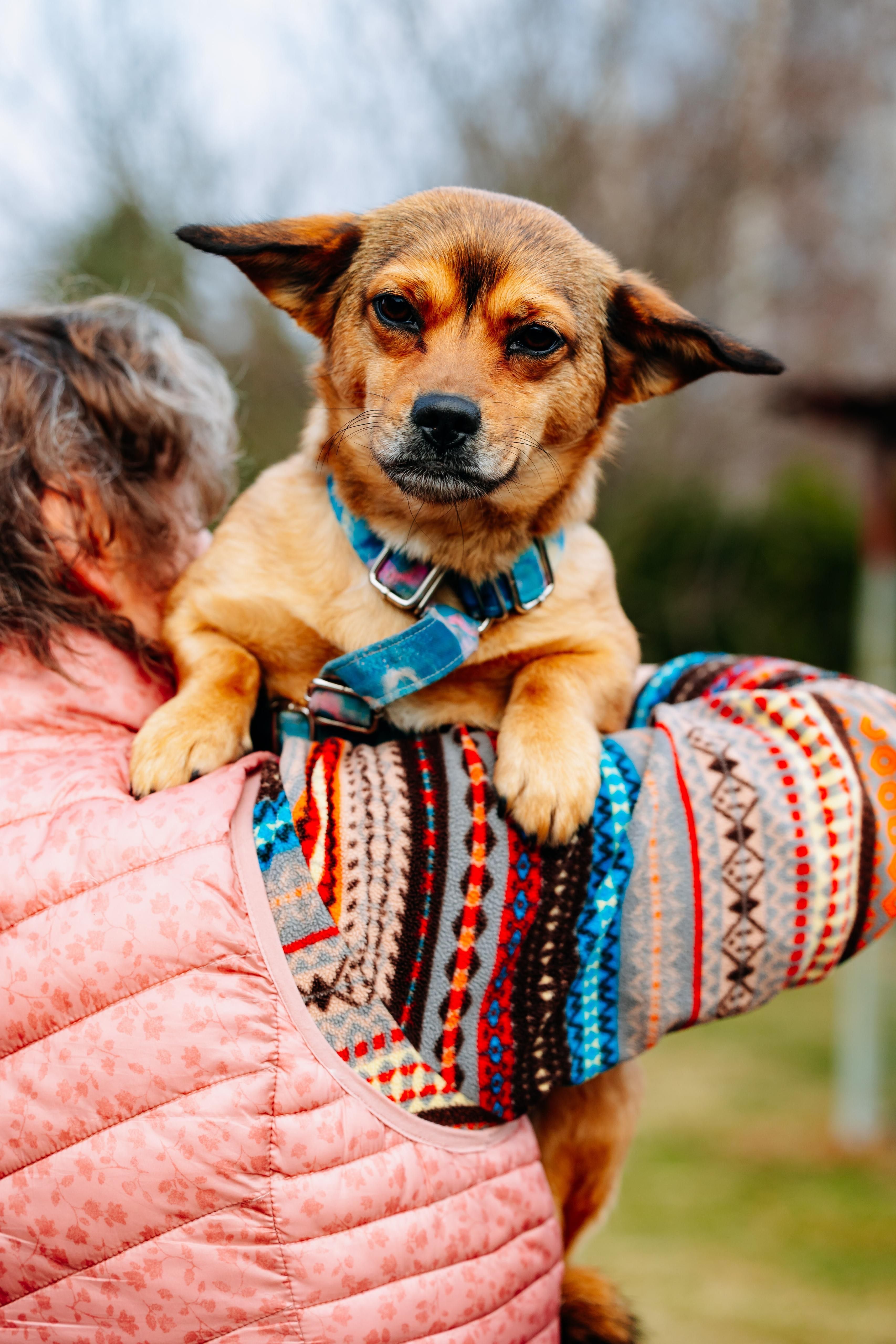 Małe suczki do adopcji