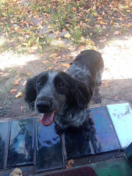 Продам щенка спанієля 6 місяців з під робочих батьків прививки всі є