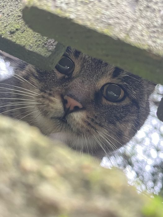 Bury kot szuka domu!