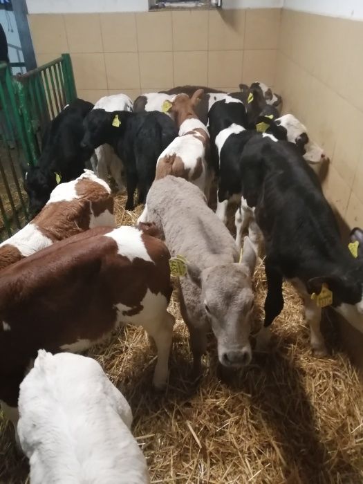 Krzywda sprzedaż cielaków polskich byczki i jałówki