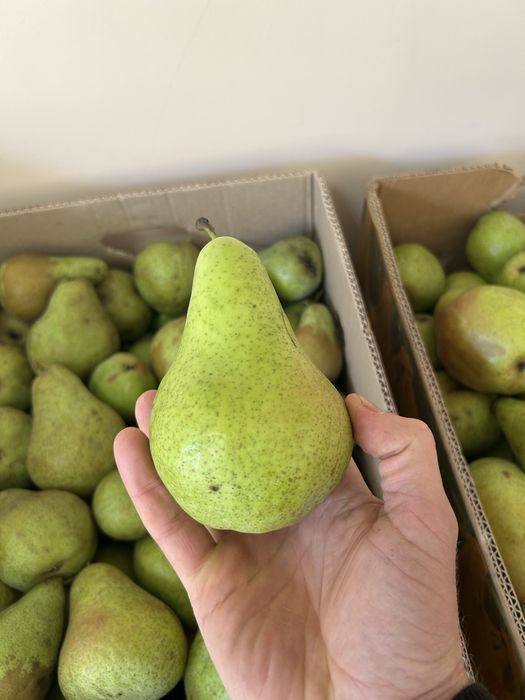 Еко груша ноябирська.грушка.груші.грушки