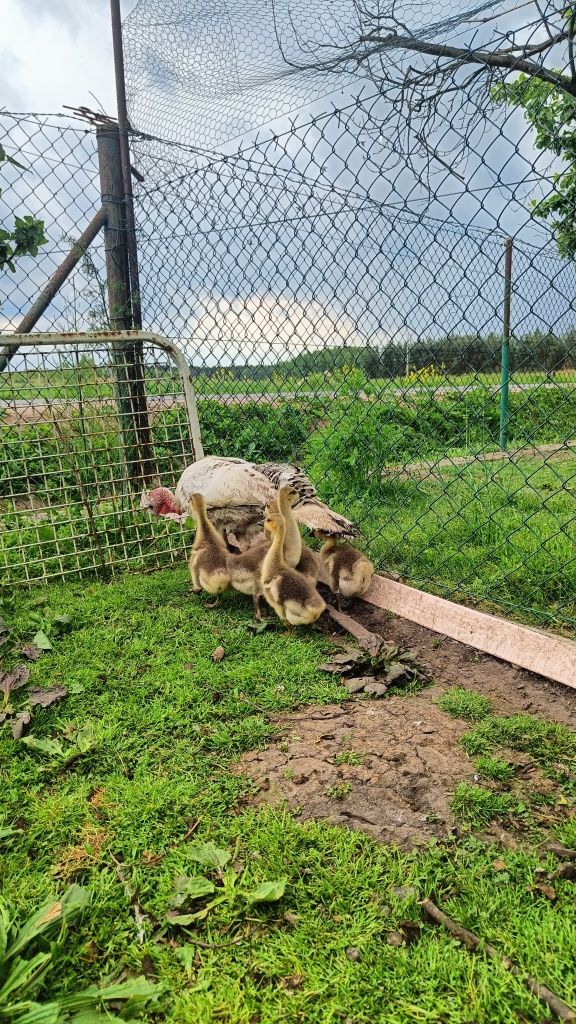 Gęsi młode gąski