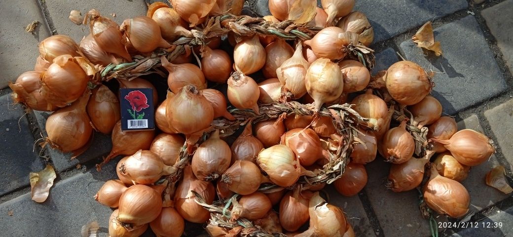 Корчуля кущівка шалот цибуля на посадку в наявності садиться як навес