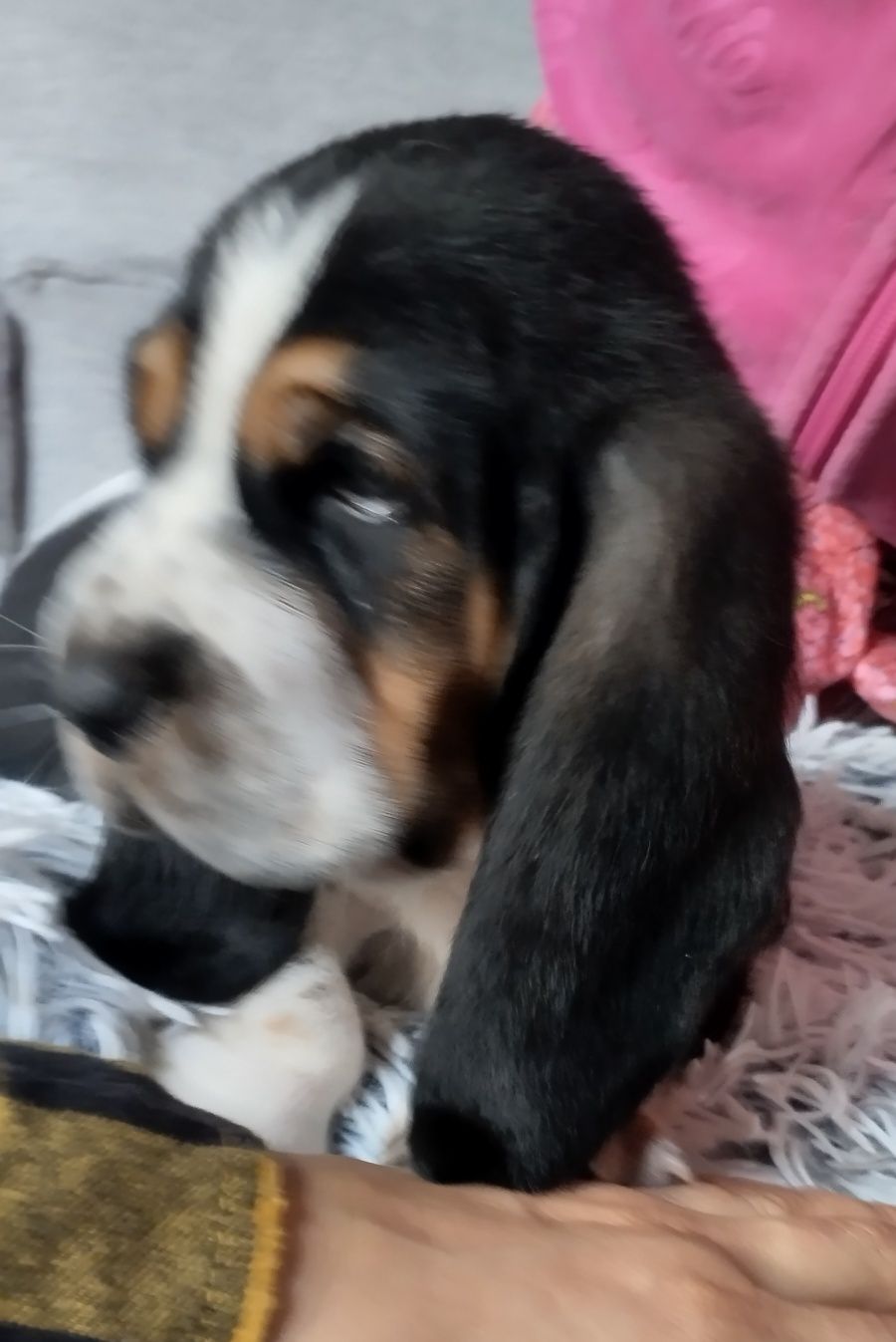 Basset Hound -chłopak.