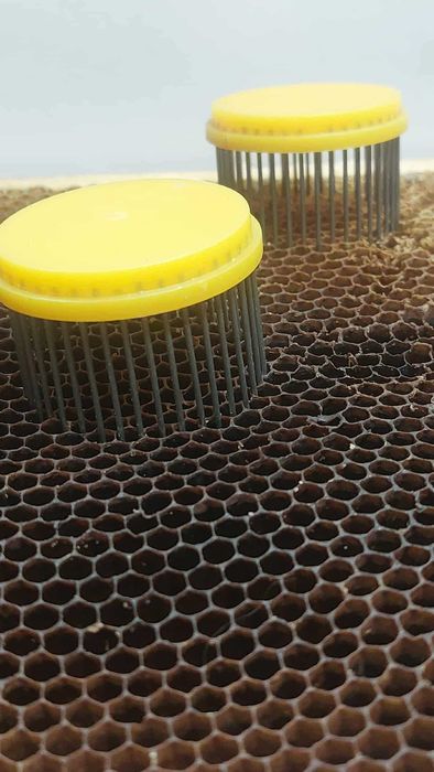 Klatka na matecznik,izolator,pszczoły