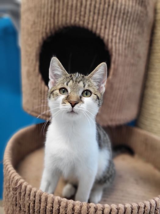 4 miesięczny kociak Labubu do adopcji