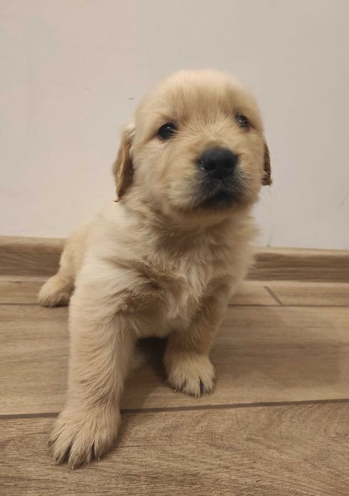 Ostatni Szczeniaczek Golden Retriever ZKwP/FCI linia amerykańska