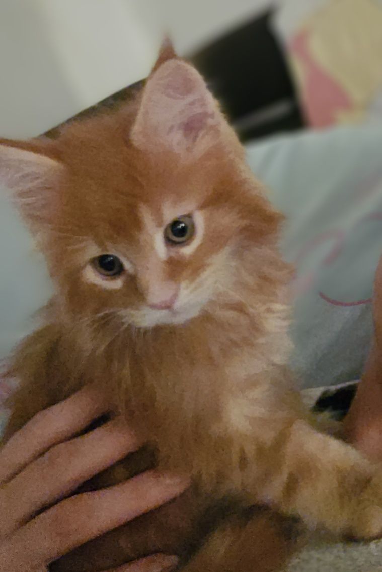 Rudy Kocurek Maine Coon