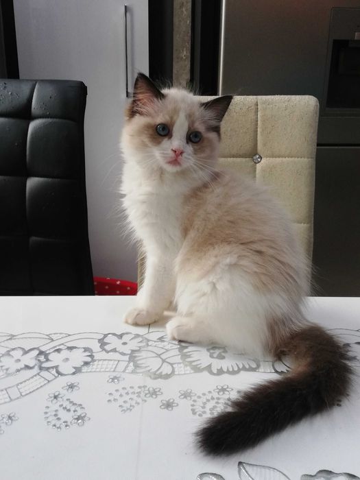 Kocurek Ragdoll 3,5 miesięczny