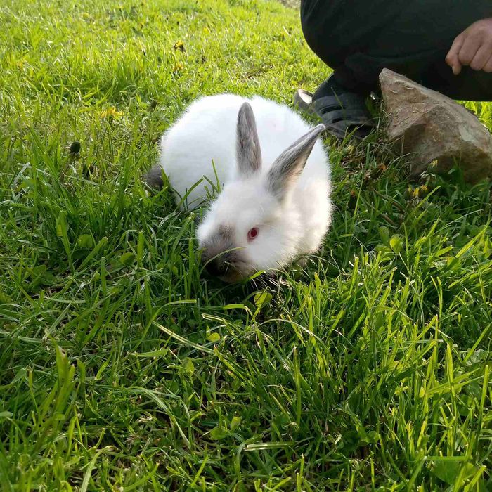 Кроликі каліфорнія