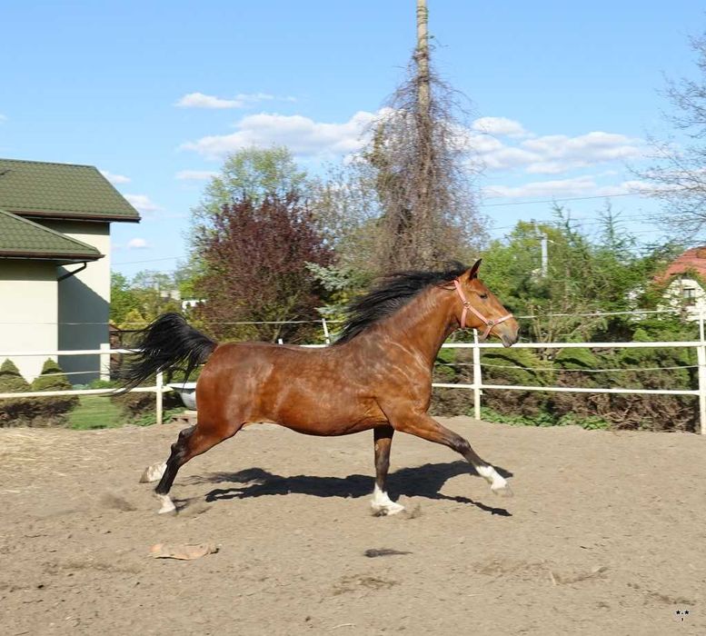 Para klaczy KWPN 3,5 letnie