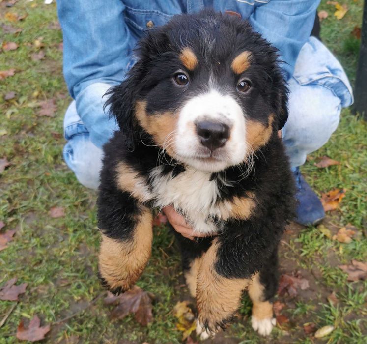 Słodziak berneński