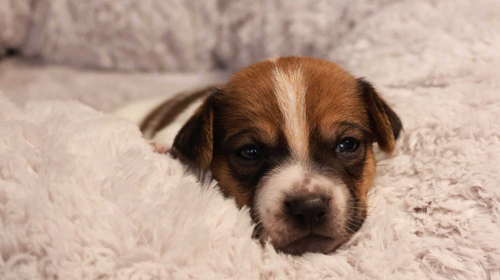 Jack Russell Terrier z hodowli "BREFIO"/badania genet./odbiór XII