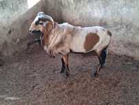 Borrego muito bonito