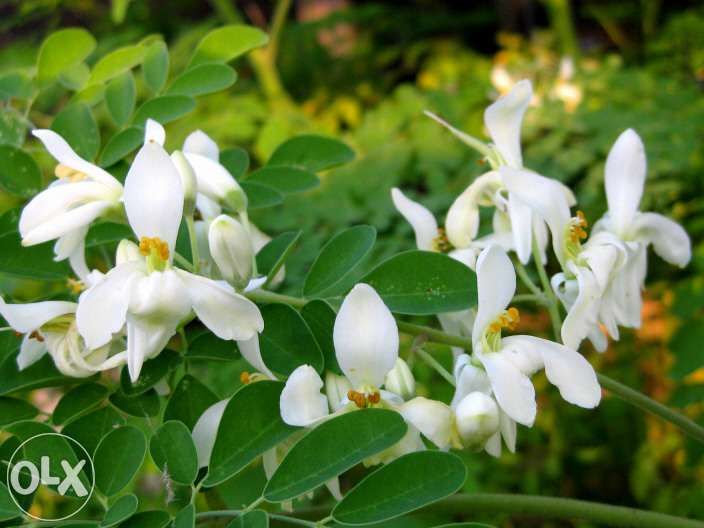 Sementes de Moringa Oleifera. A Árvore da vida