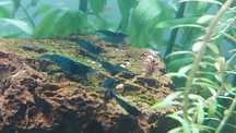 Camarões neocaridina davidi (blue dream)