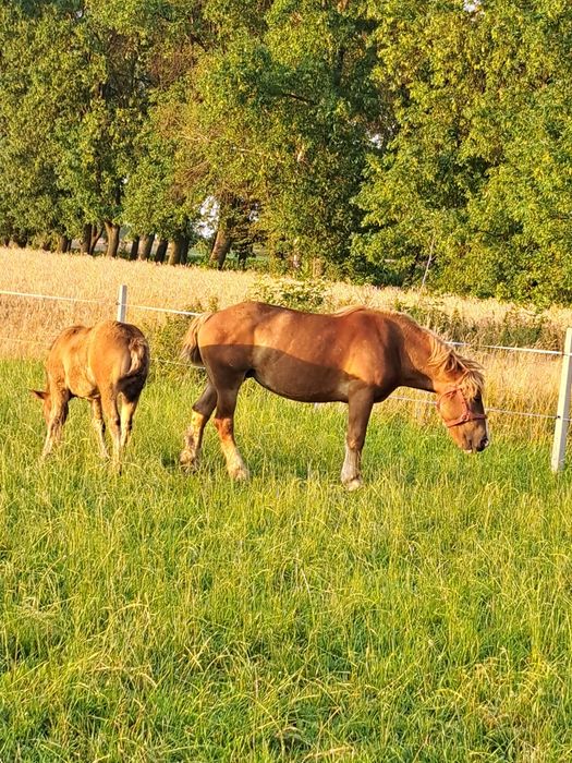 Sprzedam dwie klacze ze źrebakiem