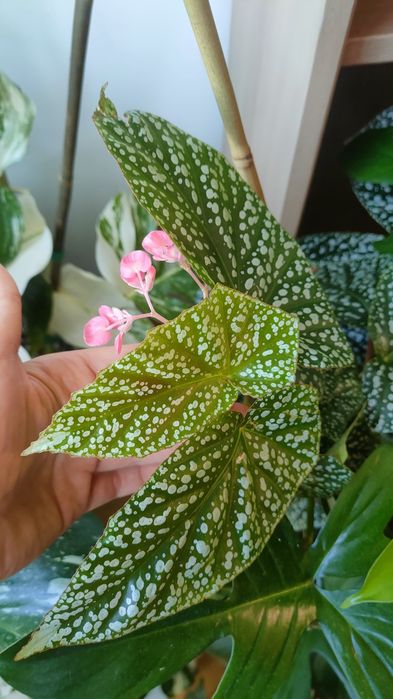 Begonia snow capped sadzonka szczyt roślina doniczkowa
